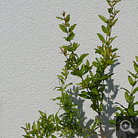 Pomegranate (Punica granatum), summer 2011.