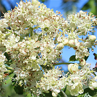 Blüte, Mai 2017.