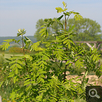 Service Tree, in early May 2011.