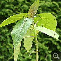 1 Jahr alte Tamarillo (Solanum betaceum), Sommer 2009.