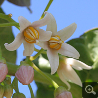 Blossom of the Tamarillo (Solanum betaceum), in early May 2011.