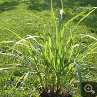 Zitronengras (Cymbopogon citratus), Sommer 2011.