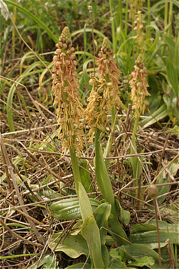 Aceras anthropophorum, Ittiri.