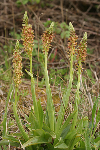 Aceras anthropophorum, Ittiri.