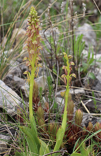 Aceras anthropophorum, Mattinata.