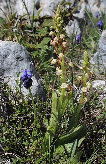 Aceras anthropophorum, Monte Sacro.