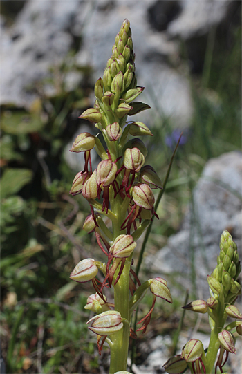 Aceras anthropophorum, Monte Sacro.