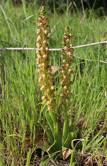 Aceras anthropophorum, Massafra.