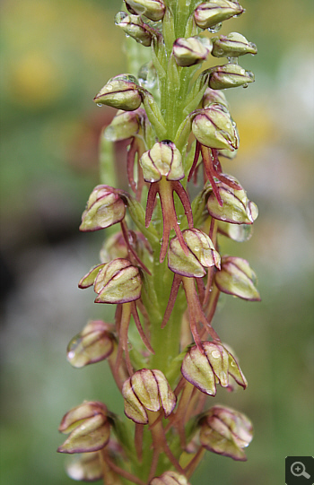 Aceras anthropophorum, Alfedena.