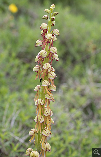 Aceras anthropophorum, Cervaro.