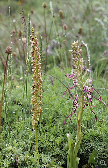 Aceras anthropophorum zusammen mit Himantoglossum adriaticum, Alfedena