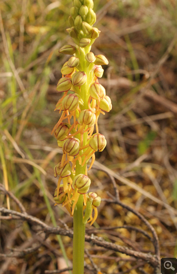 Aceras anthropophorum, Kesari.