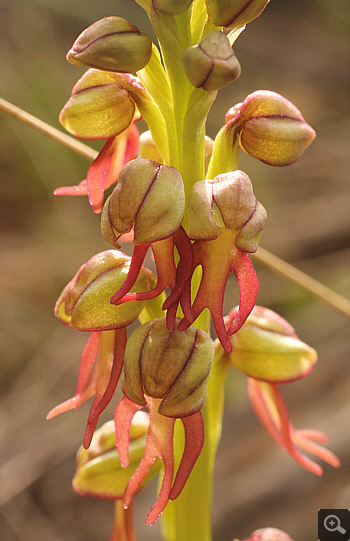 Aceras anthropophorum, Kesari.