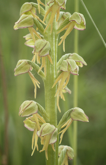 Aceras anthropophorum, Kappel.