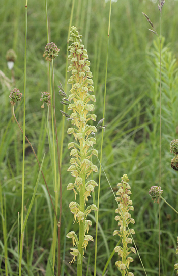 Aceras anthropophorum, Kappel.