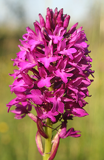 Anacamptis pyramidalis, District Heidenheim.