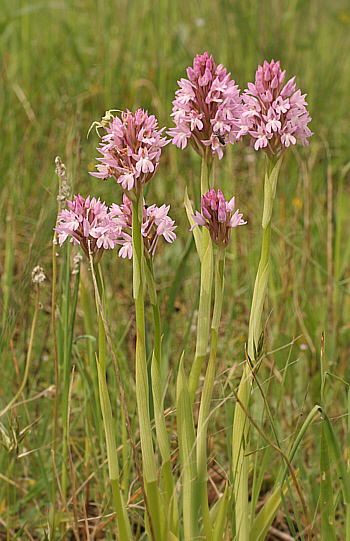 Anacamptis pyramidalis, Ittiri.