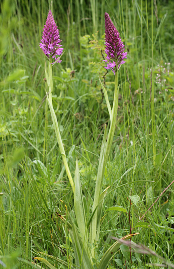 Anacamptis pyramidalis, Bad Ditzenbach.