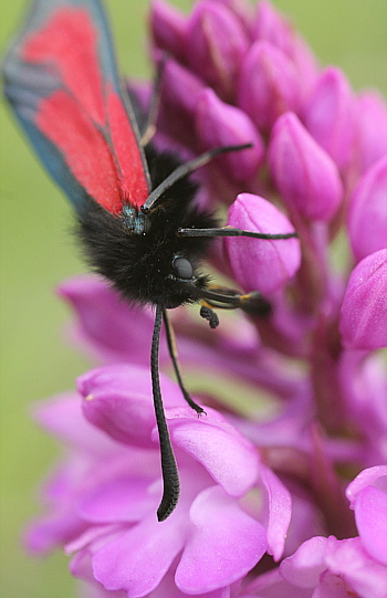 Anacamptis pyramidalis mit einem Widderchen (Zygaena spec.), Oberbergen.