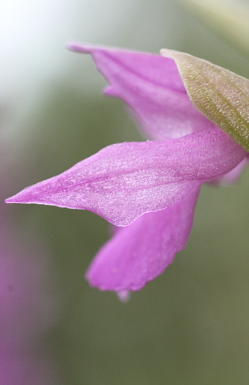 Anacamptis pyramidalis, Bad Ditzenbach.