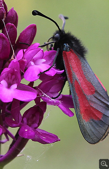 Anacamptis pyramidalis mit einem Widderchen (Zygaena spec.), Heidenheim.