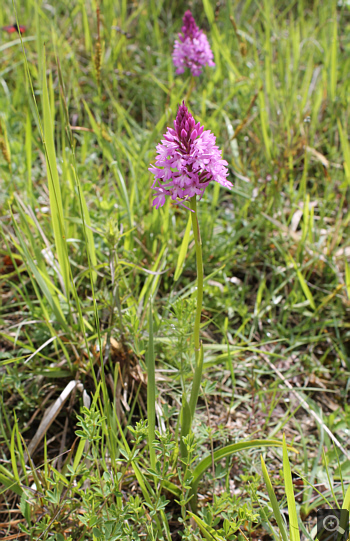 Anacamptis pyramidalis, Rionero Sannitico.