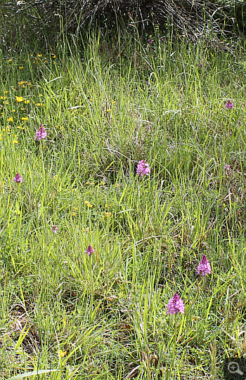 Anacamptis pyramidalis, Rionero Sannitico.