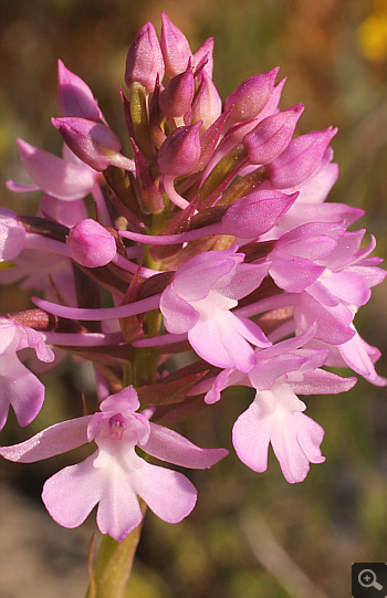 Anacamptis pyramidalis, Kato Souli.