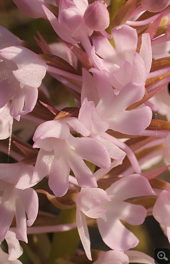 Anacamptis pyramidalis, Kato Souli.