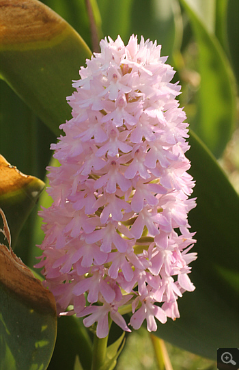 Anacamptis pyramidalis, Mani.