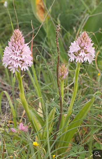 Anacamptis pyramidalis, Agios Christoforos.