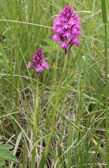 Anacamptis pyramidalis, Oberbergen.