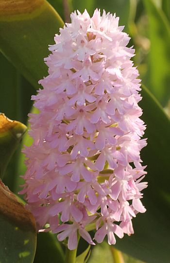 Anacamptis pyramidalis