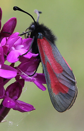 Anacamptis pyramidalis