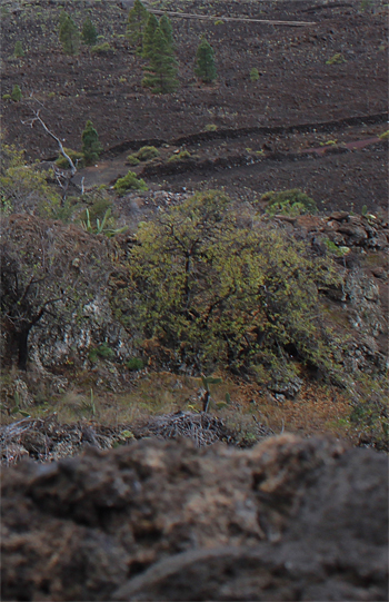 Barlia metlesicsiana, Santiago del Teide.