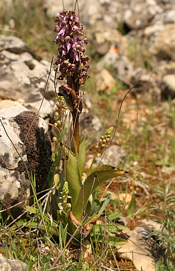Barlia robertiana with Aceras antropophorum, Ortuabis.