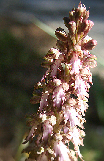 Barlia robertiana, Profitis Ilias.