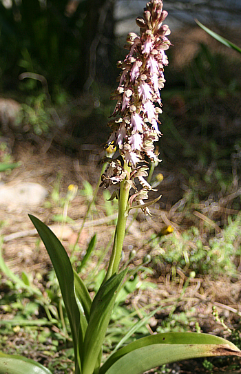 Barlia robertiana, Profitis Ilias.