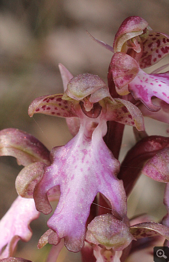 Barlia robertiana, Kalavryta.