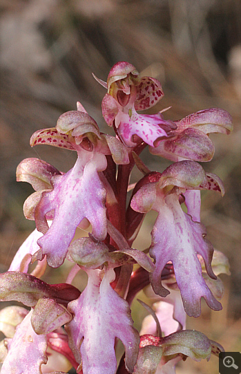 Barlia robertiana, Kalavryta.