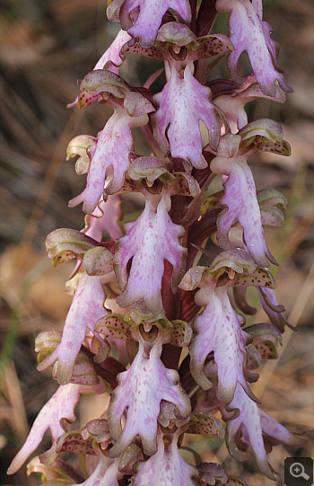 Barlia robertiana, Kalavryta.