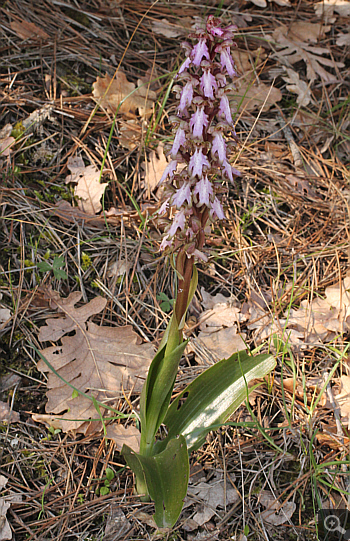 Barlia robertiana, Kalavryta.