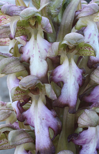 Barlia robertiana, Mattinata.