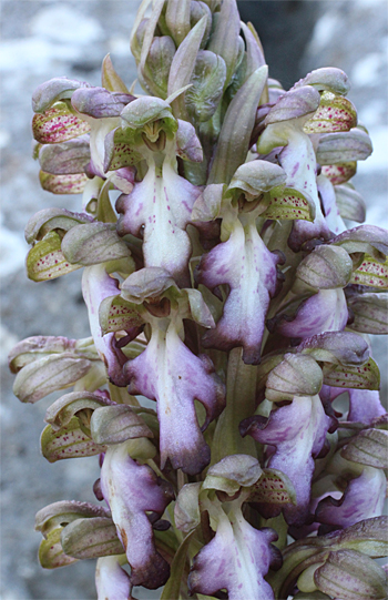 Barlia robertiana, Mattinata.