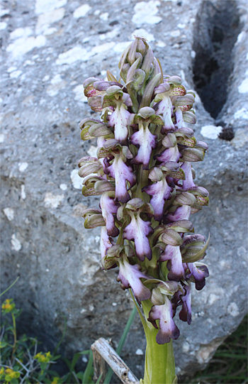 Barlia robertiana, Mattinata.