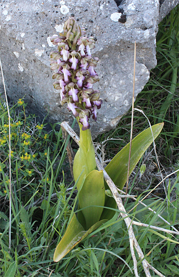 Barlia robertiana, Mattinata.