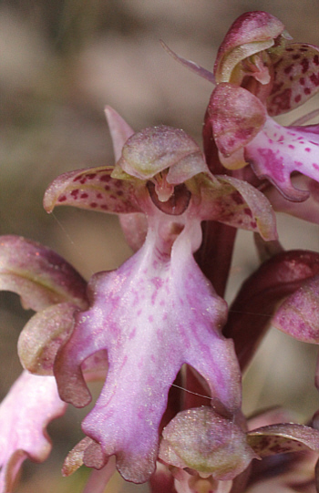 Barlia robertiana