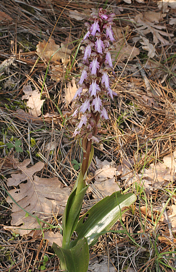 Barlia robertiana