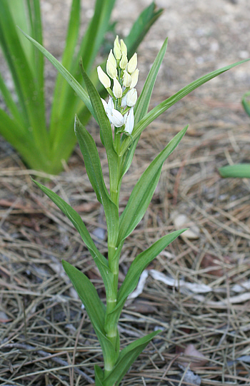 Cephalanthera damasonium, vor Dorgali.