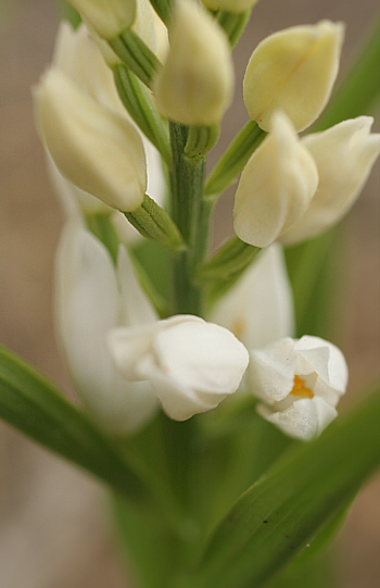 Cephalanthera damasonium, vor Dorgali.